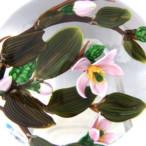 Magnolia Blossoms – Pink flowers and green pods